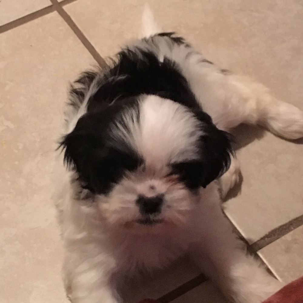 Meet your Posher, Skye